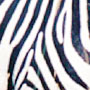 zebre